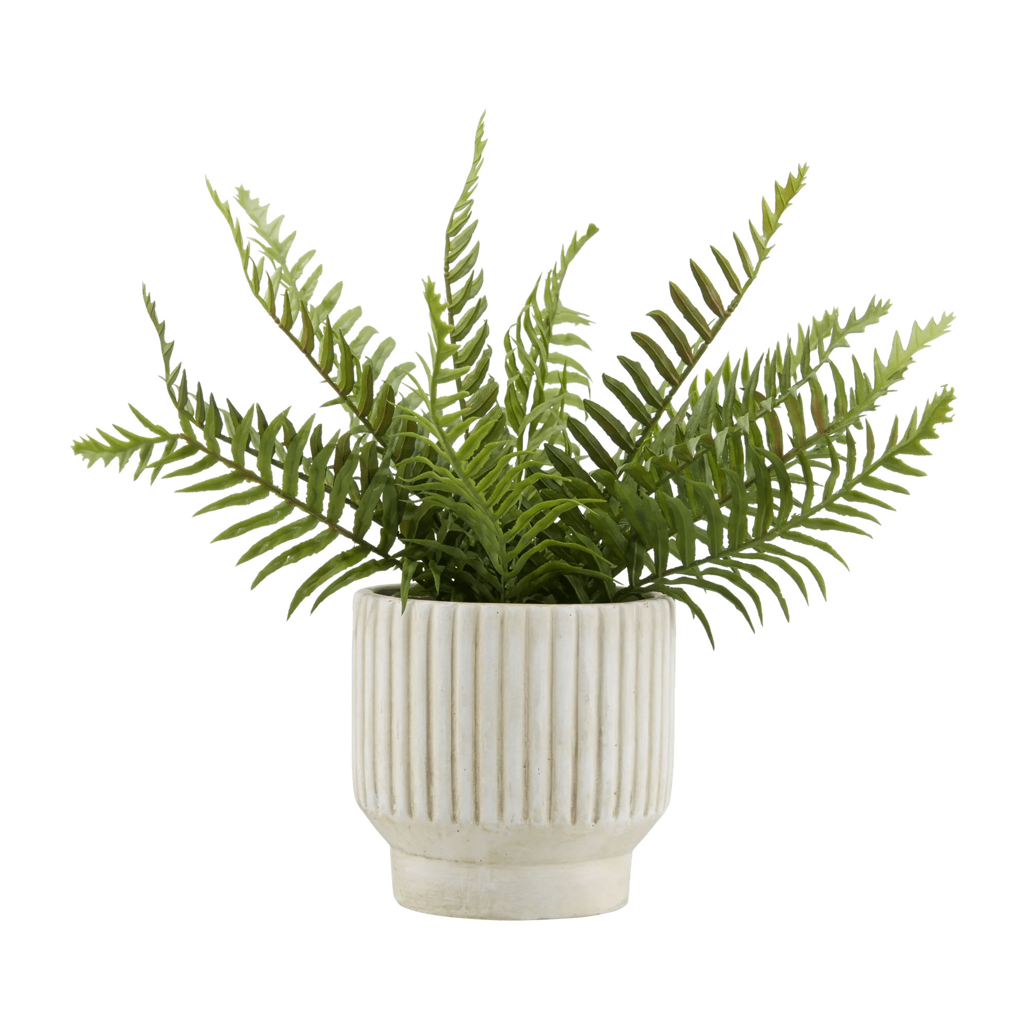 Potted Fern