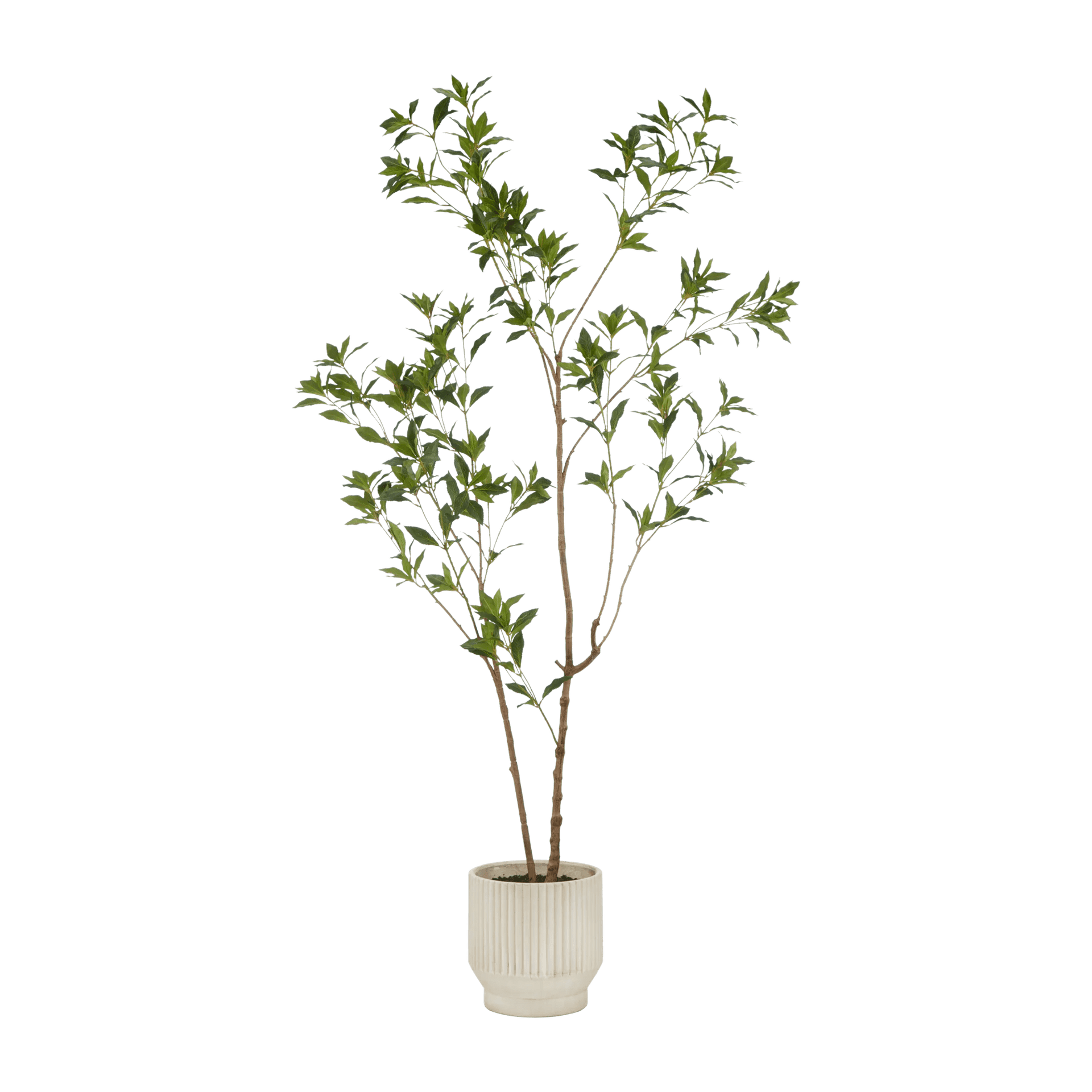 Arbre Pieris Japonica