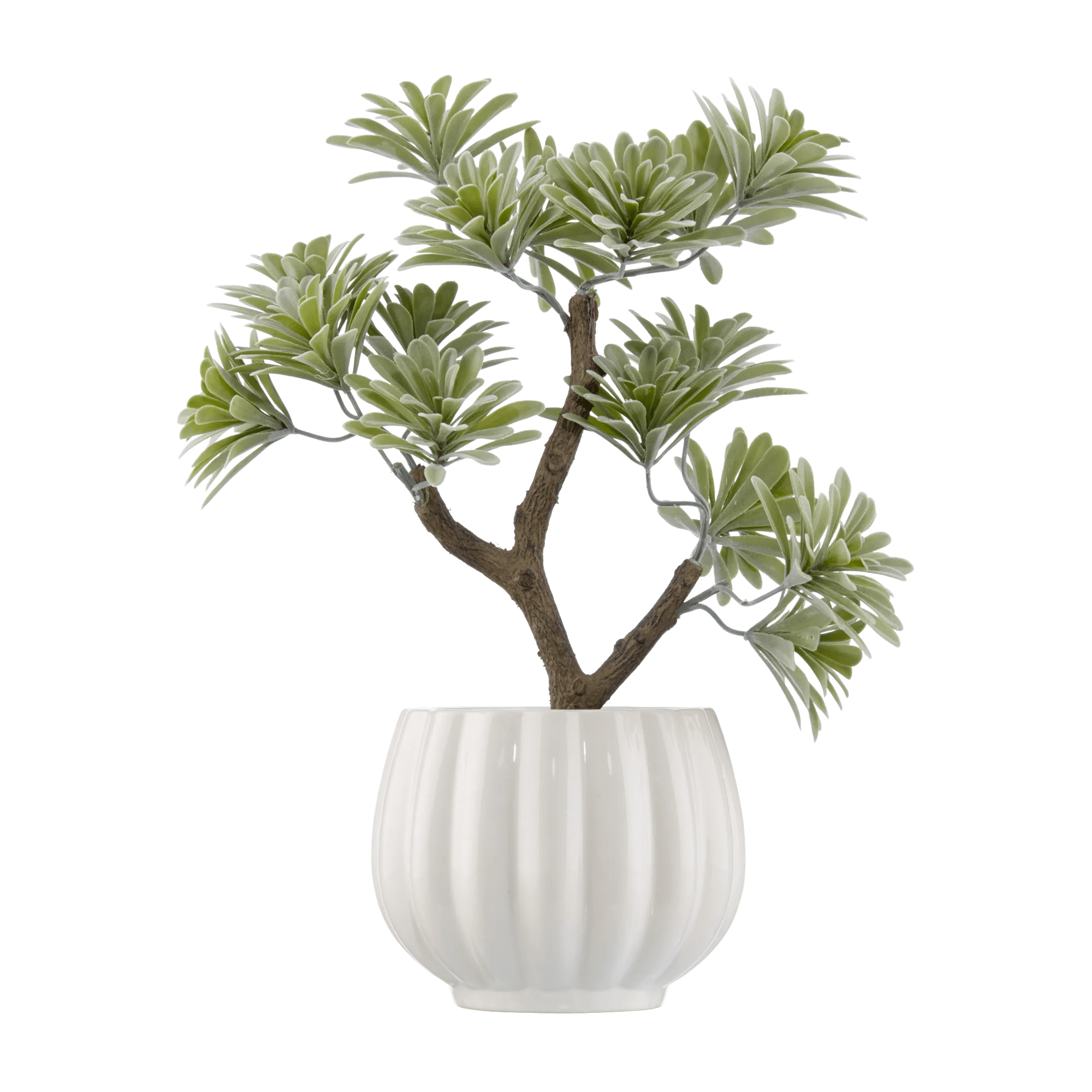 Lotus in Ceramic Pot