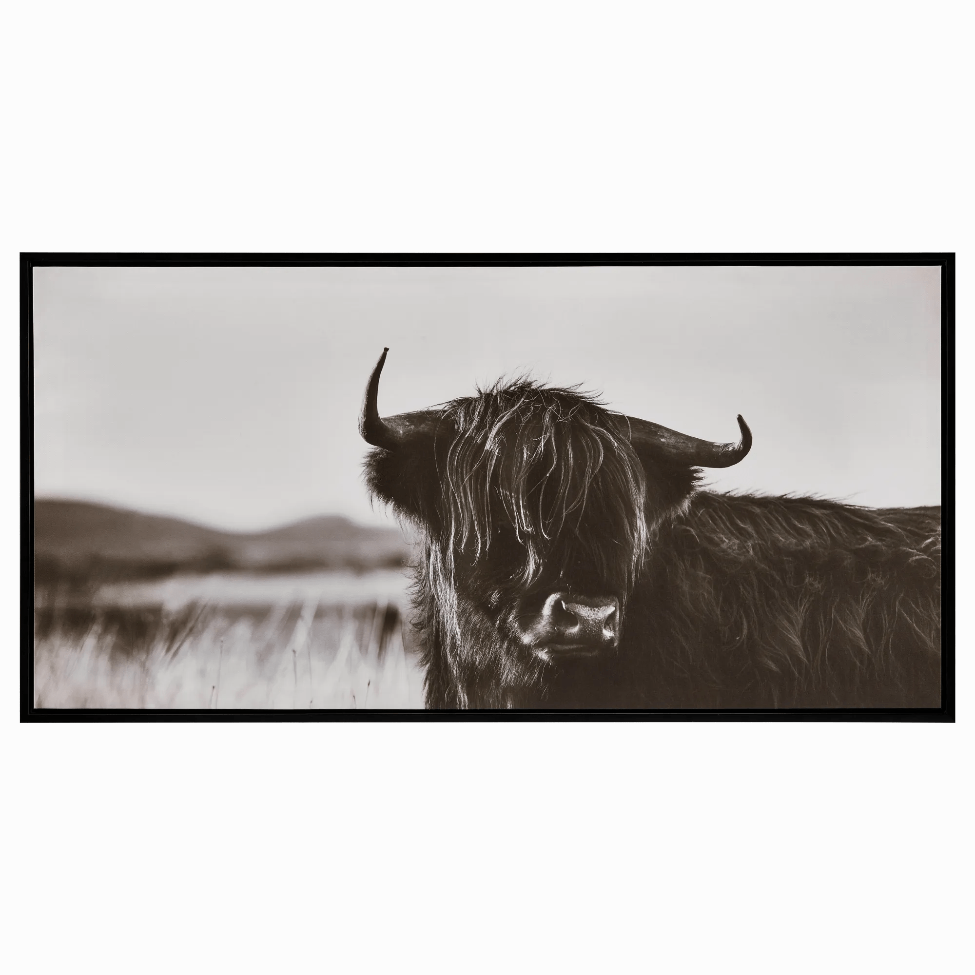Cadre imprimé vache des highlands dans champ