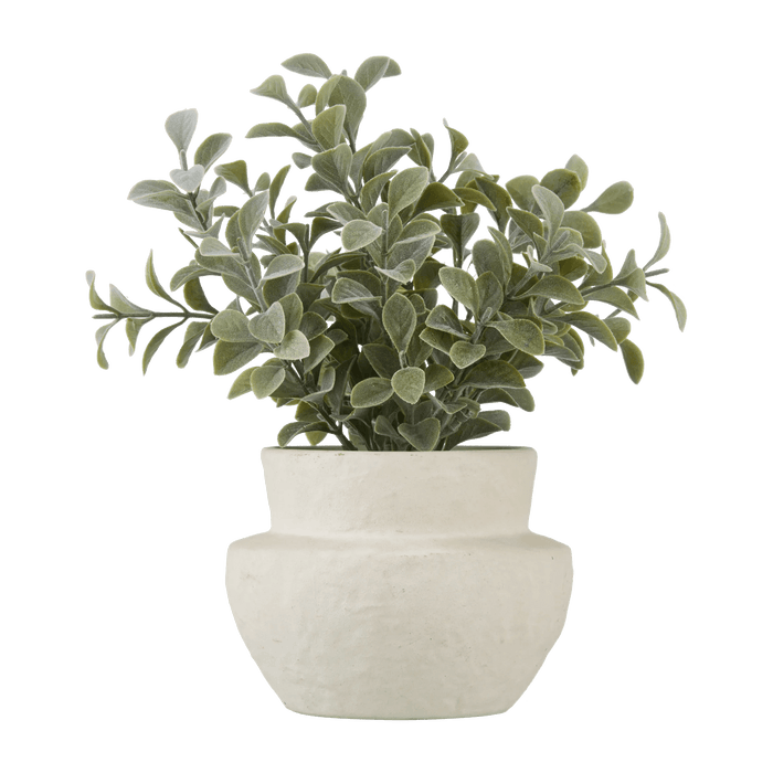 Plante en pot à feuilles d'Eucalyptus