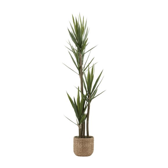 Yucca en pot