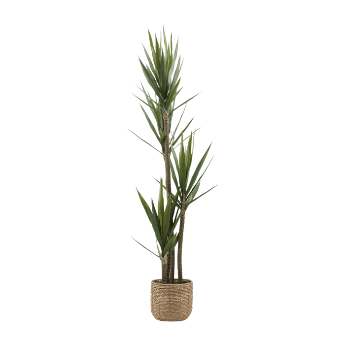Yucca en Pot
