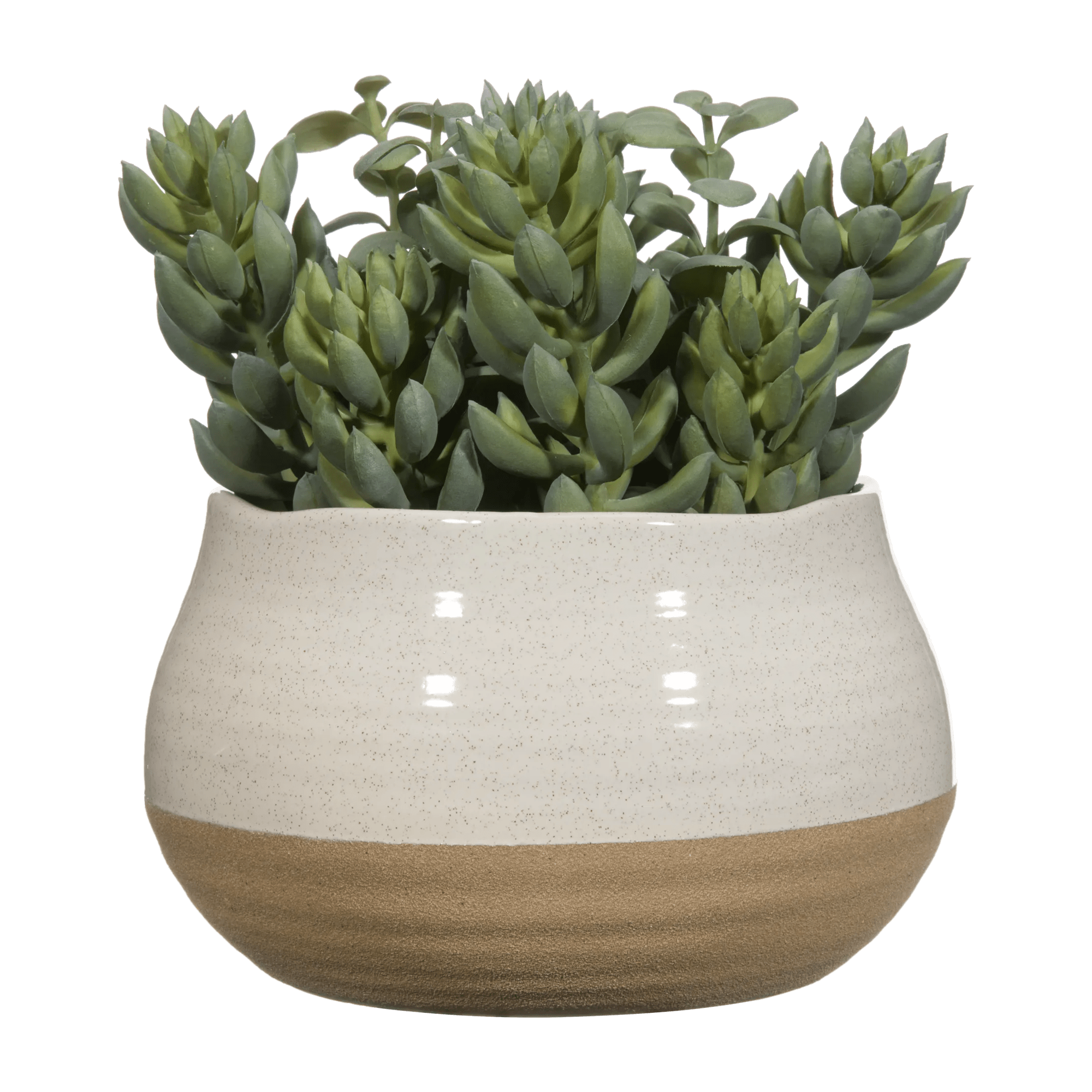 Succulente dans un pot bicolore