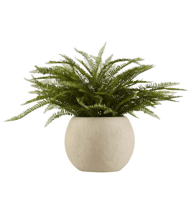 Fern in Textured Ceramic Pot
