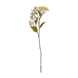Vanilla