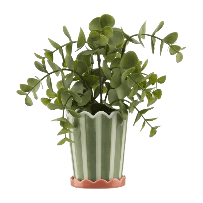 Striped Green Potted Plant