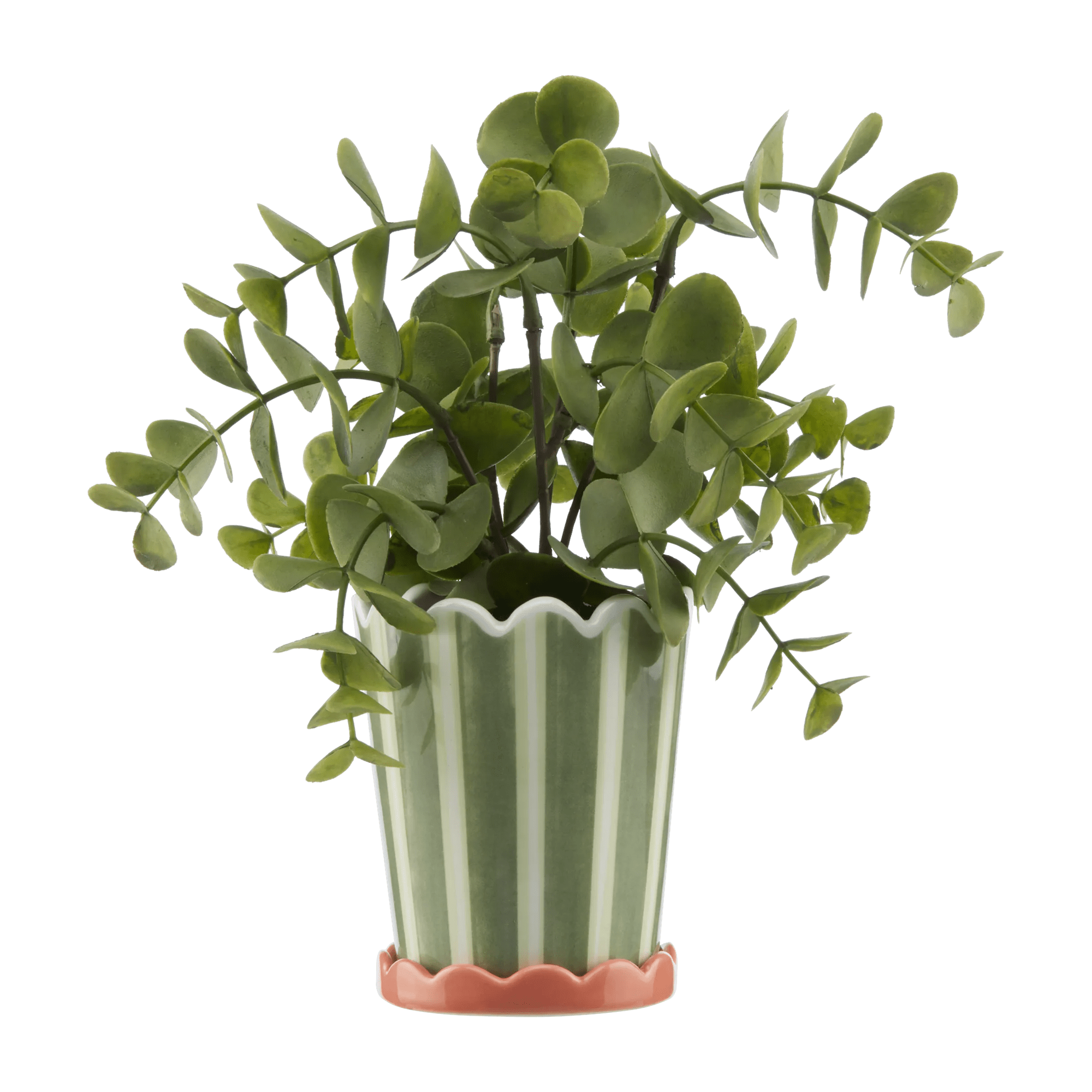 Striped Green Potted Plant