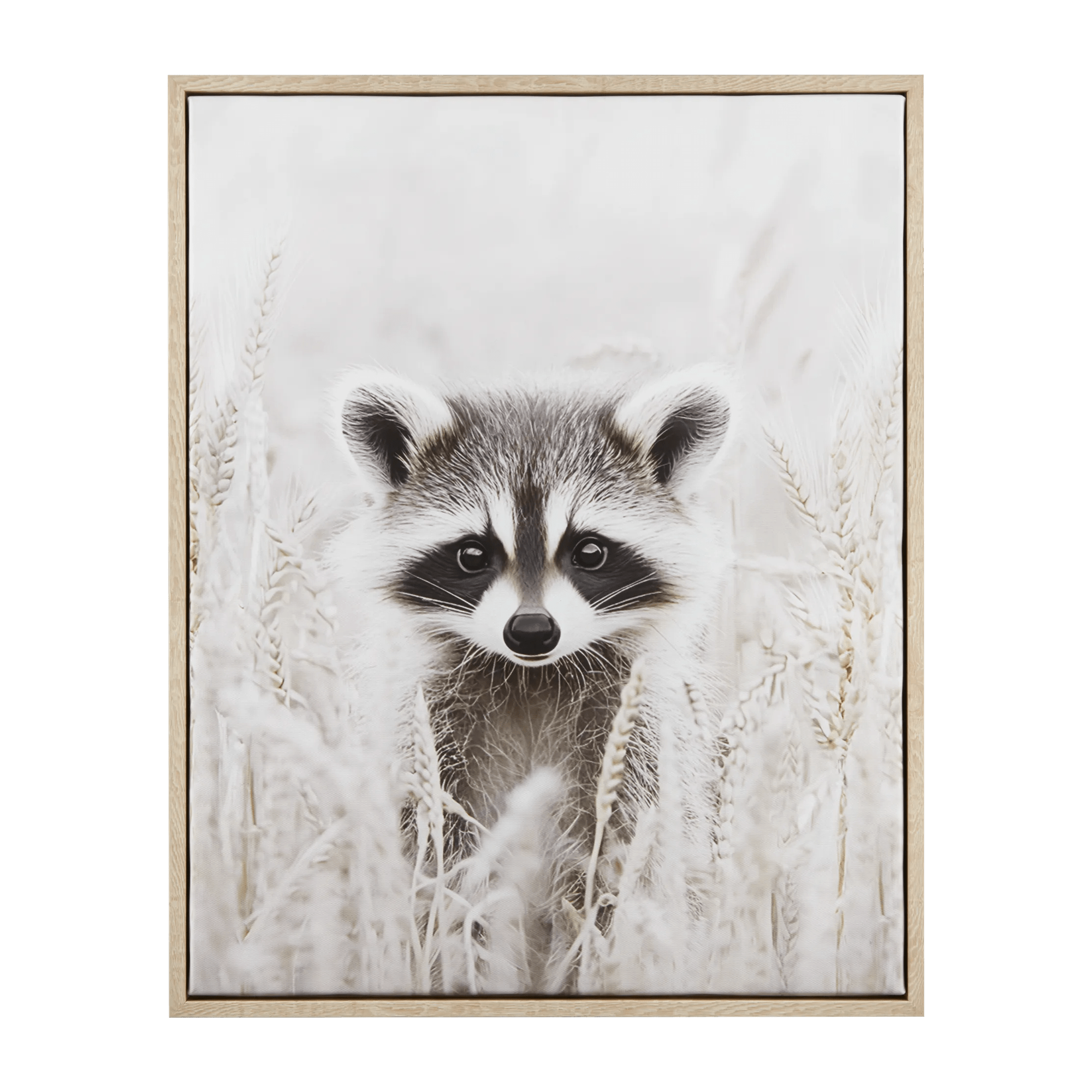 Raccoon Framed Art