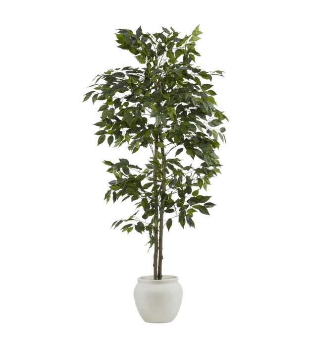 Large Ficus in Cement Pot