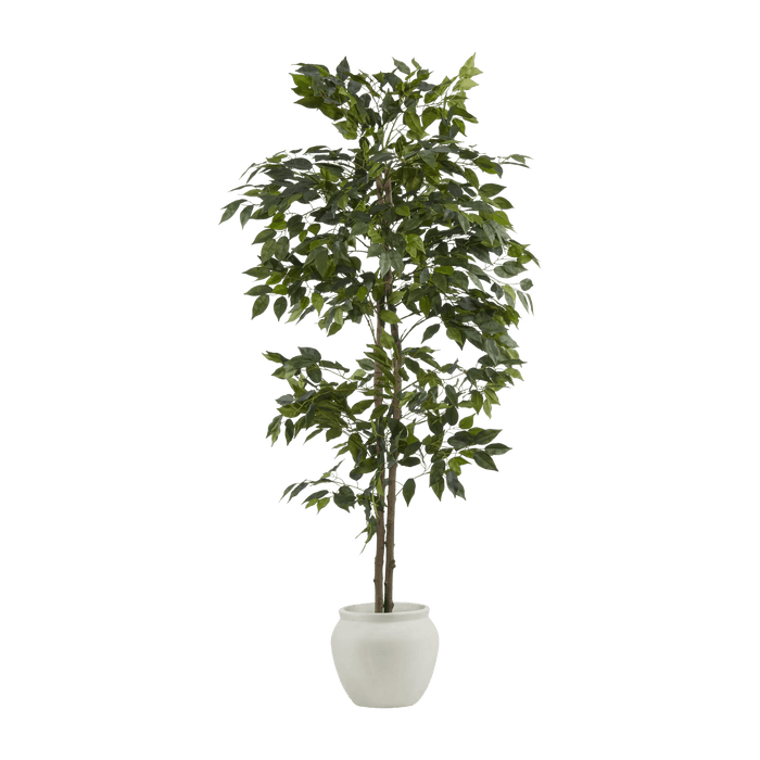 Grand Ficus en Pot de ciment