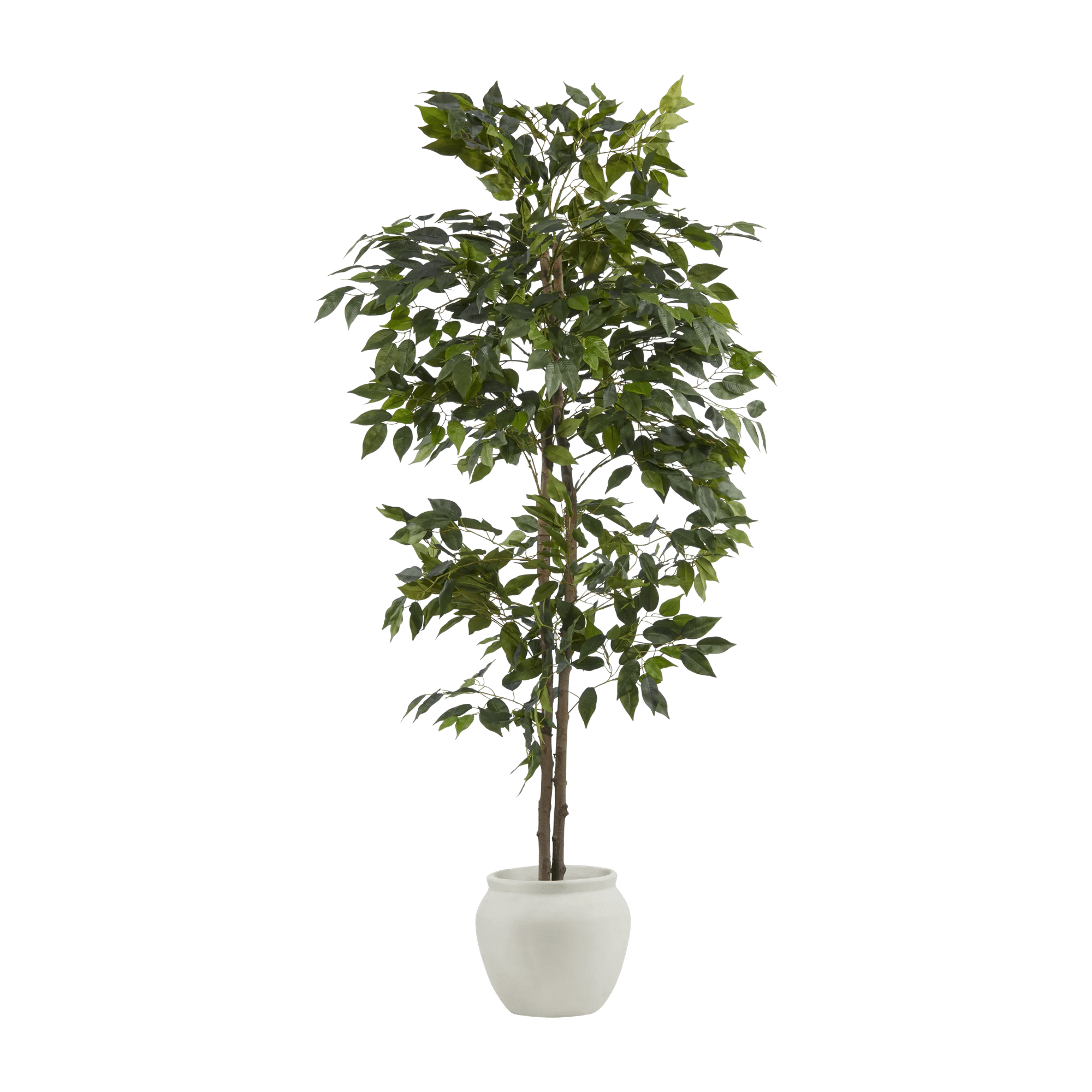 Large Ficus in Cement Pot