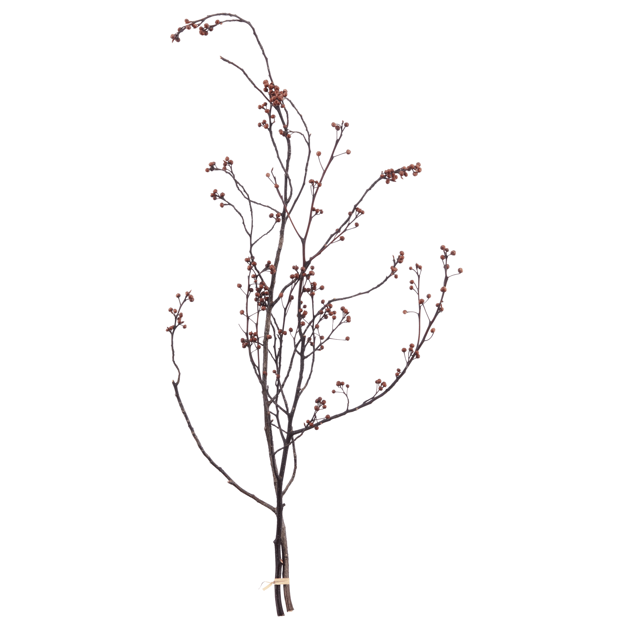 Dark Brown Stems