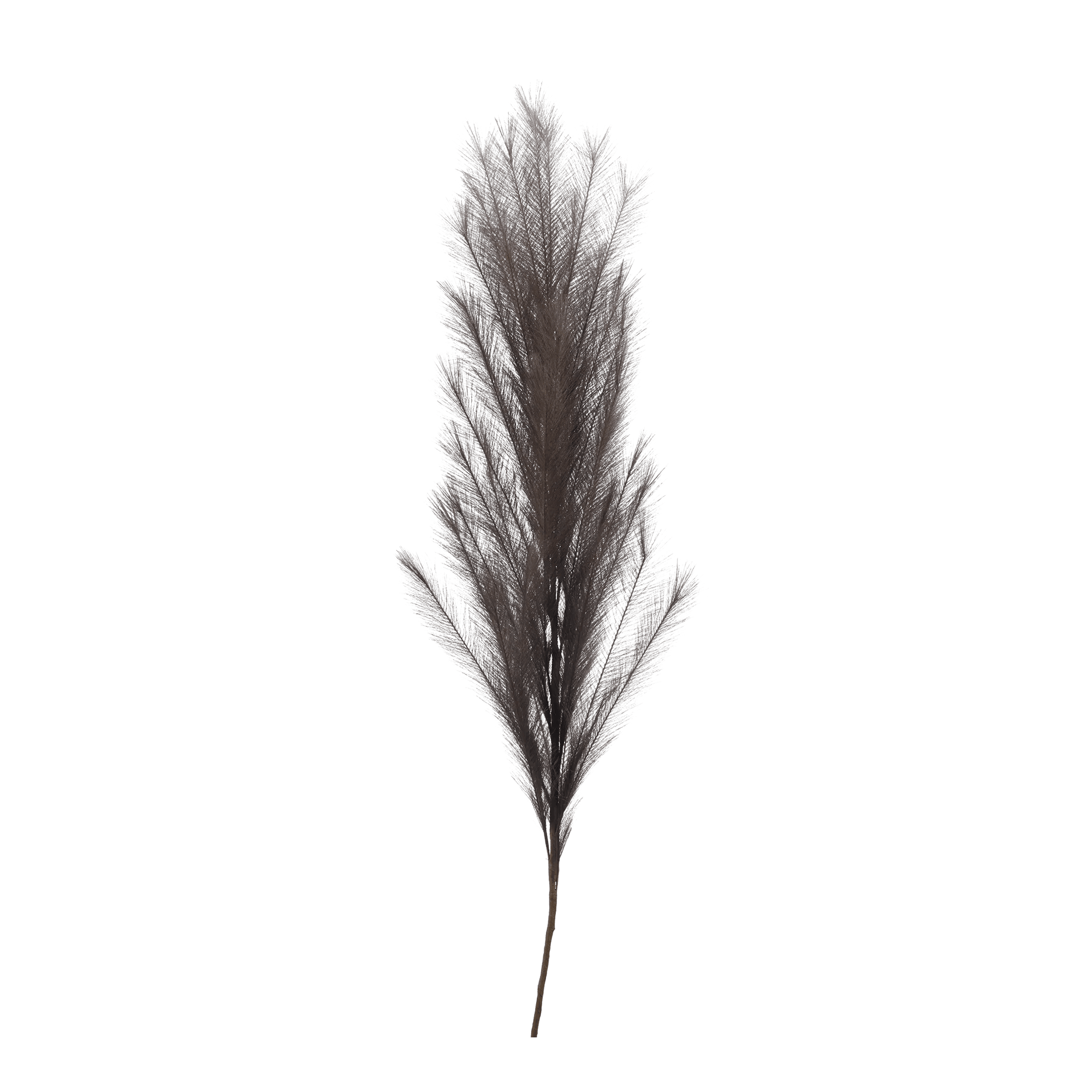 Branche de pampas brune