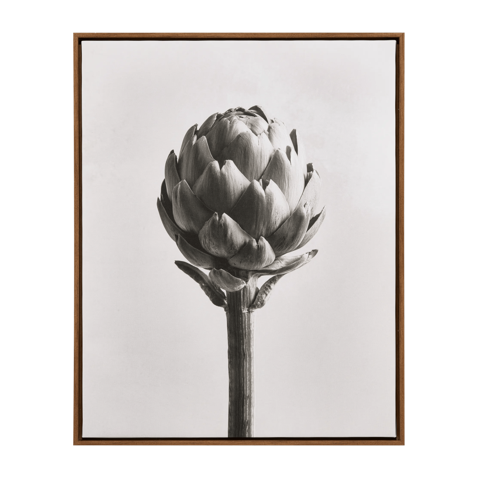 Artichoke Printed Framed