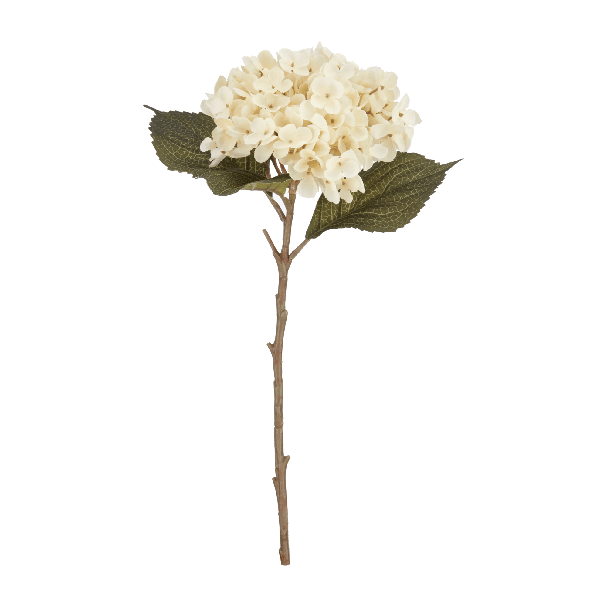 Branche d'hortensia blanc cassé