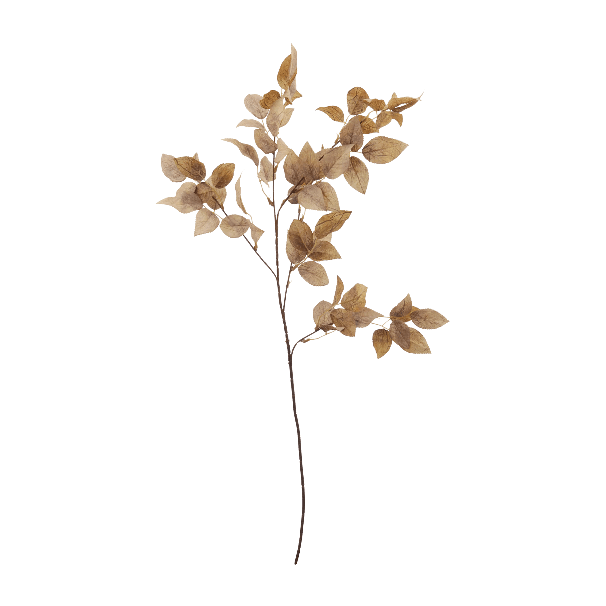 Rose Leaves Stem