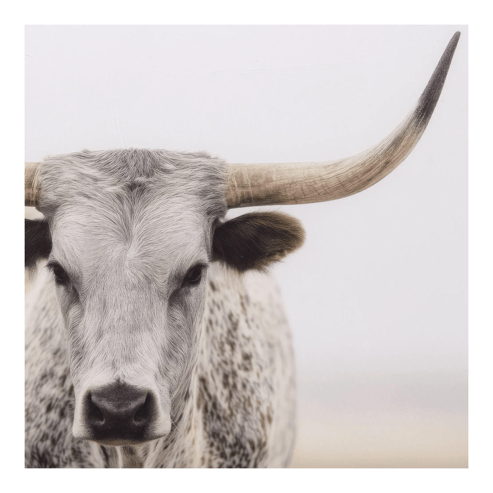 Longhorn cow Printed Framed Canvas
