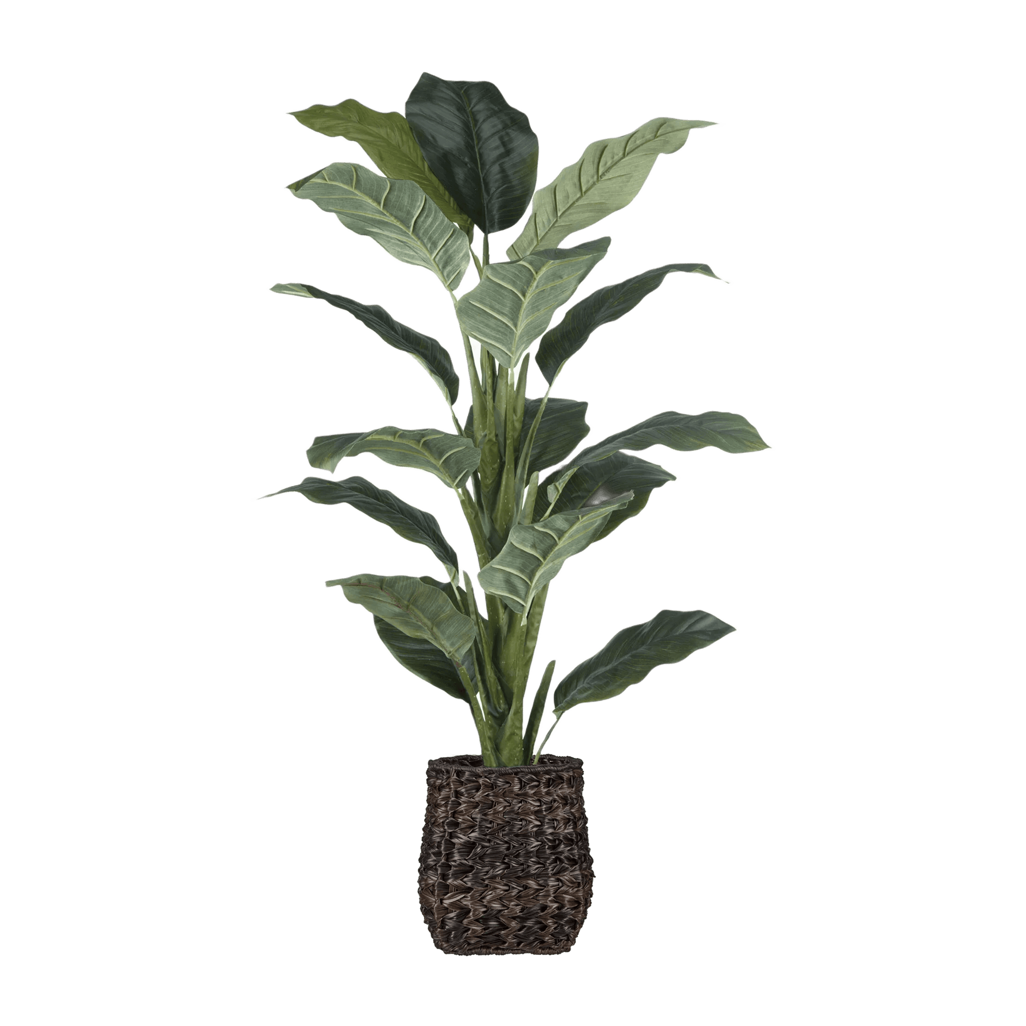 Ficus large en pot de rotin brun