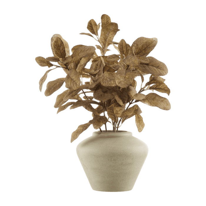 Plante en pot à feuilles de citronnier brun
