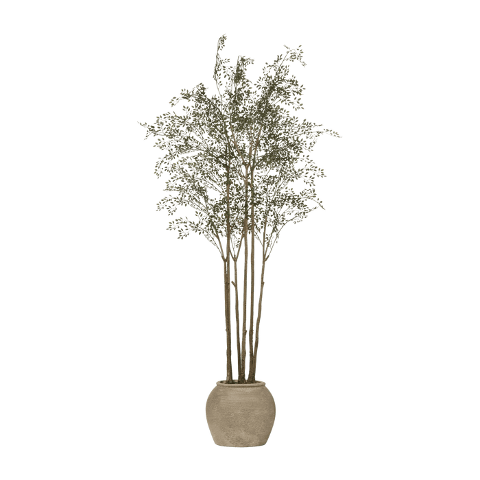 Moringa Tree